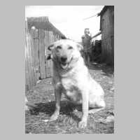 107-0035 -Blueme-, der Huetehund von Karl Tobe, Melker bei Bauer Holstein in Toelteninken..jpg